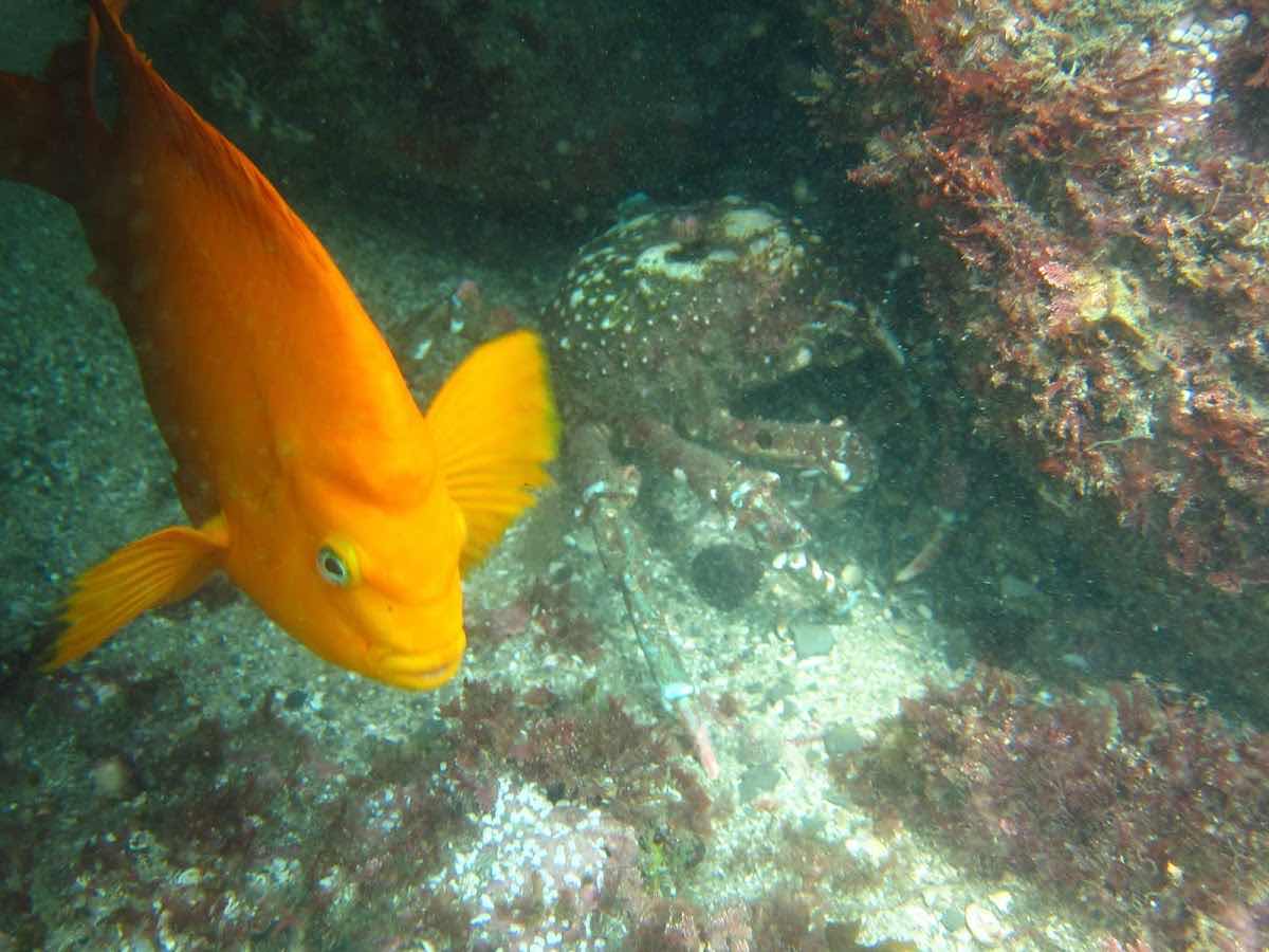 San Diego Scuba Pros photo 4