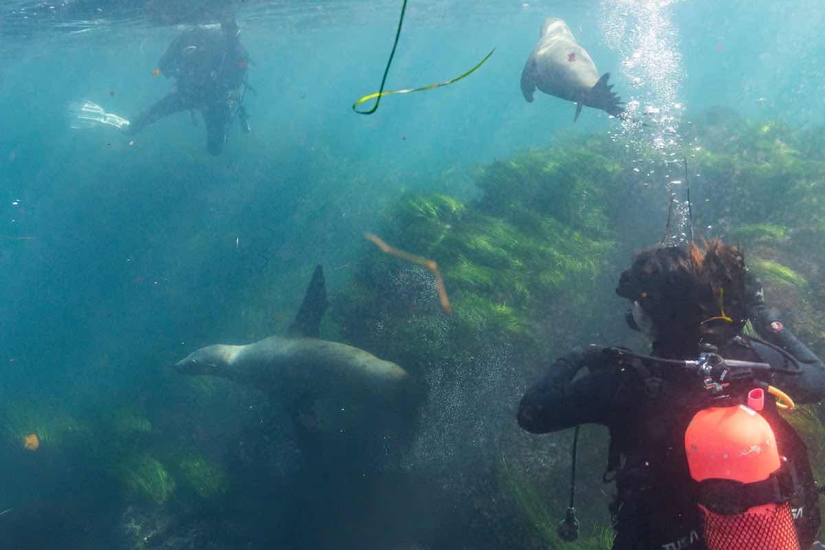 San Diego Scuba Pros photo 9