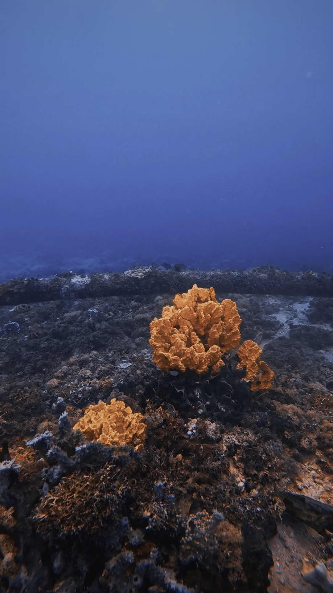 Dive Planet Mafia Island photo 3