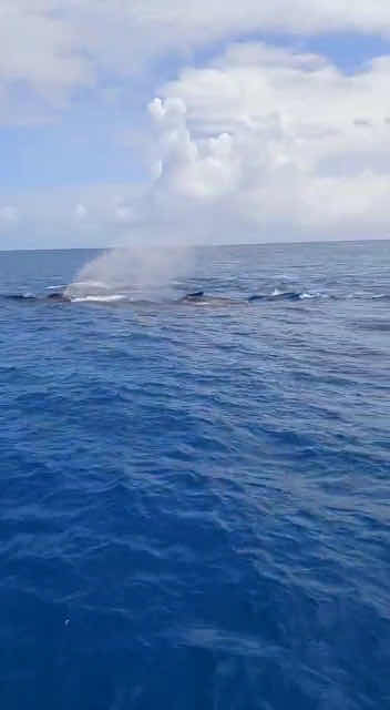 Dive Planet Mafia Island photo 8