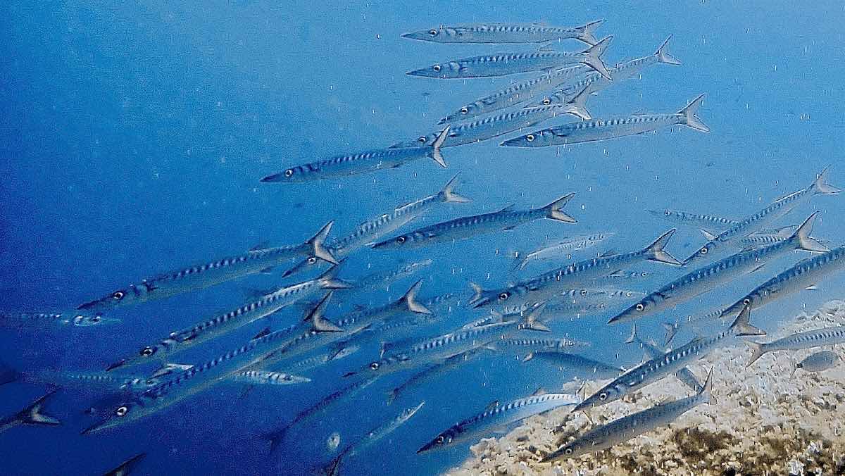 Indigo Dive photo 7