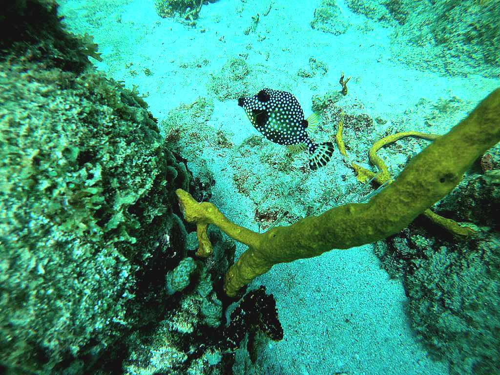 Dive Carriacou photo 7
