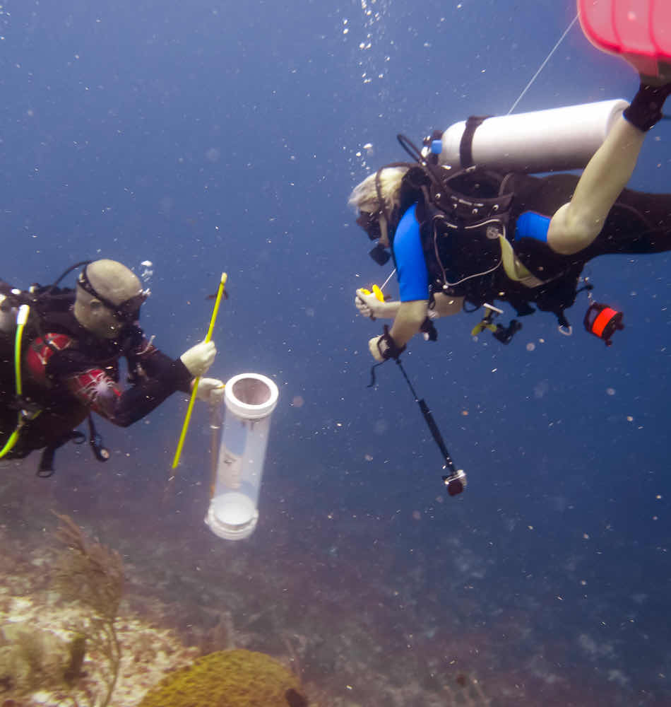 Dive Carriacou photo 8