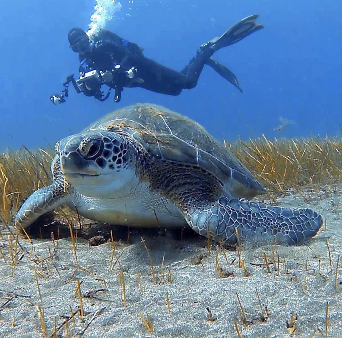Dive Carriacou photo 9