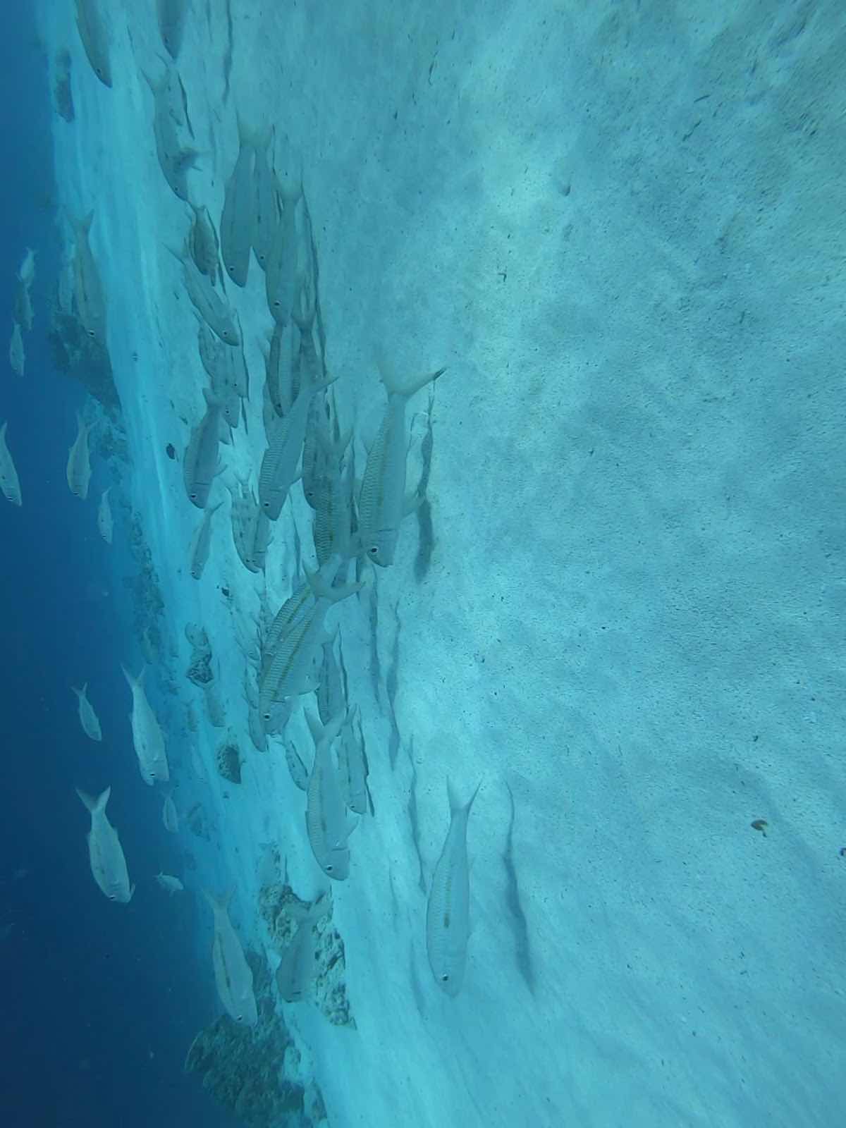 Divers in flipflops photo 2