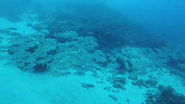 Divers in flipflops photo 6
