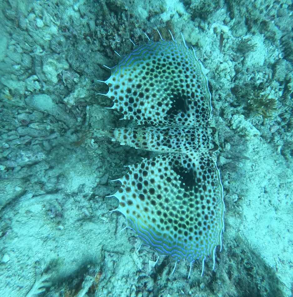 Divers in flipflops photo 8