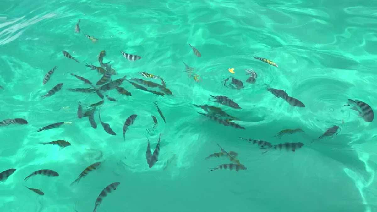 Divers in flipflops photo 9