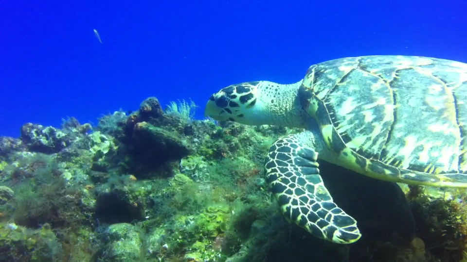 Living Underwater photo 3