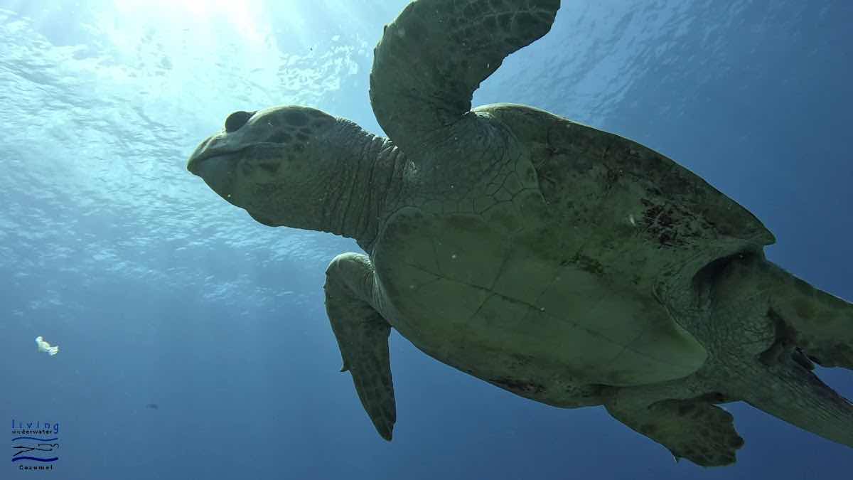 Living Underwater photo 10