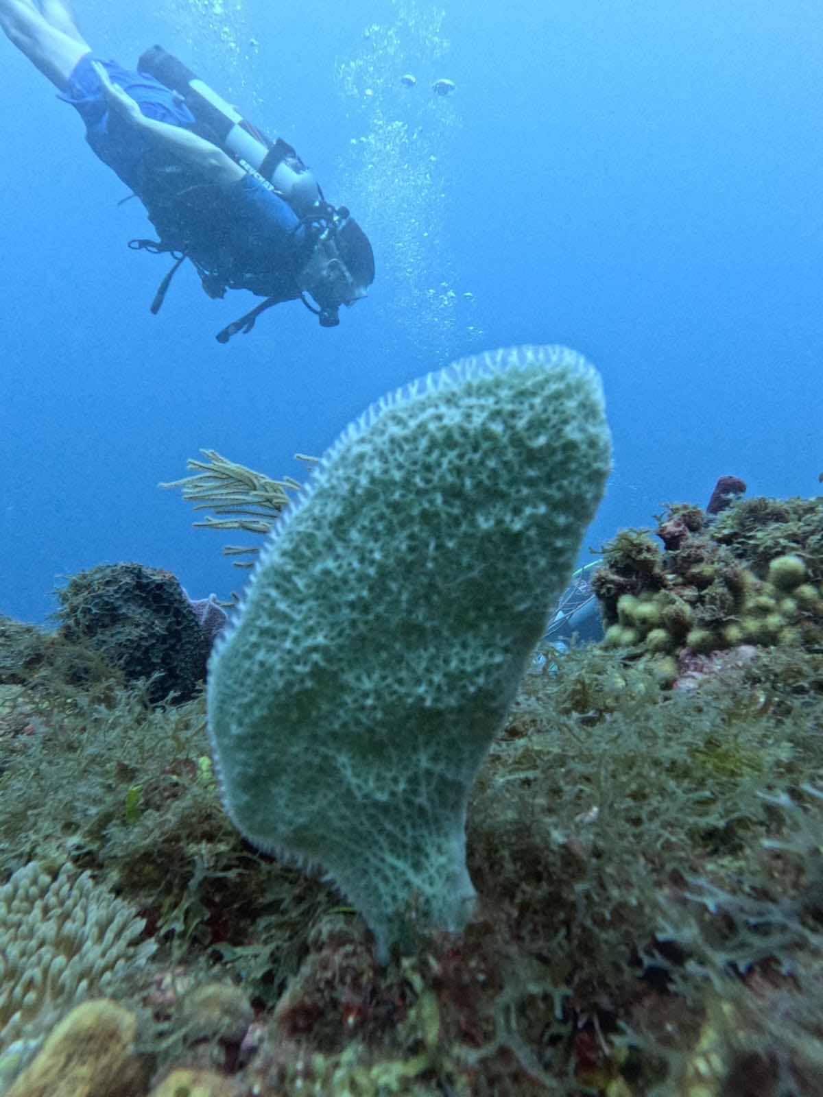 Basse-Terre Plongée photo 8