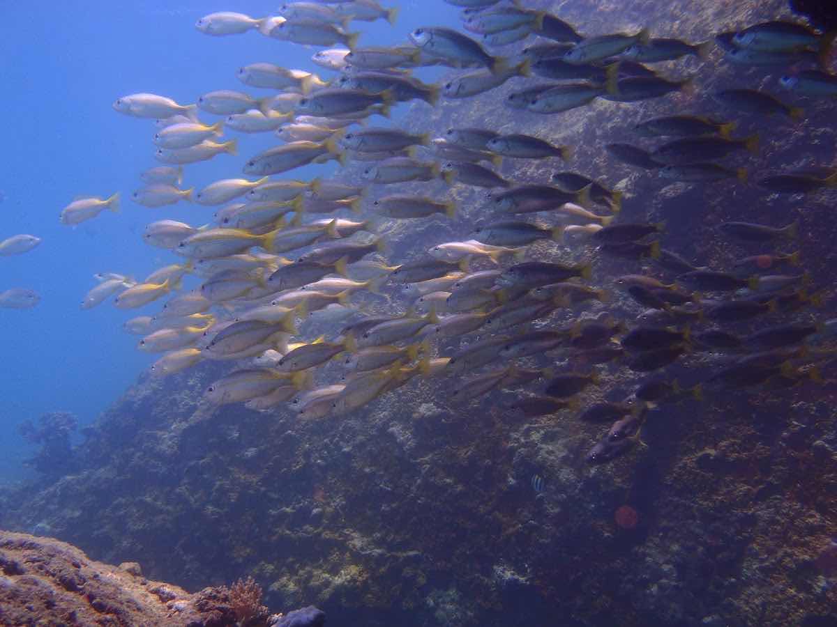 Nha Trang Underwater photo 2
