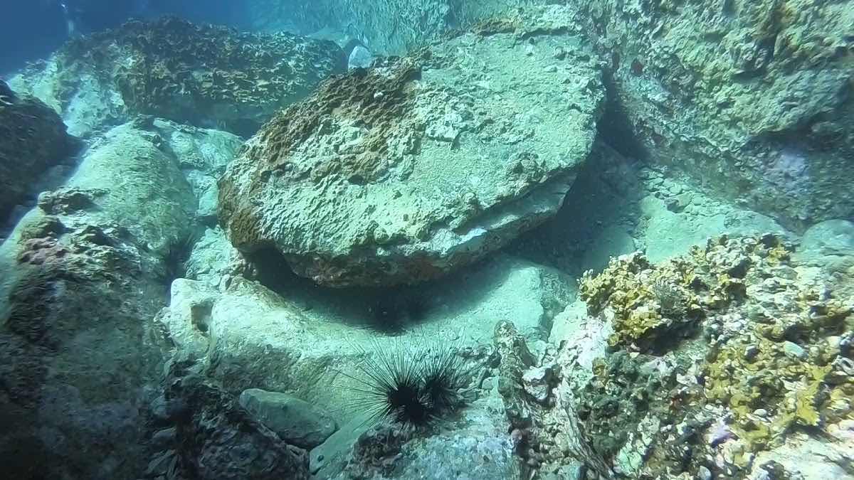 Nha Trang Underwater photo 3