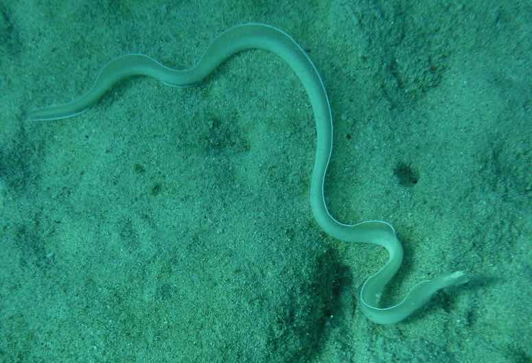 Nha Trang Underwater photo 10