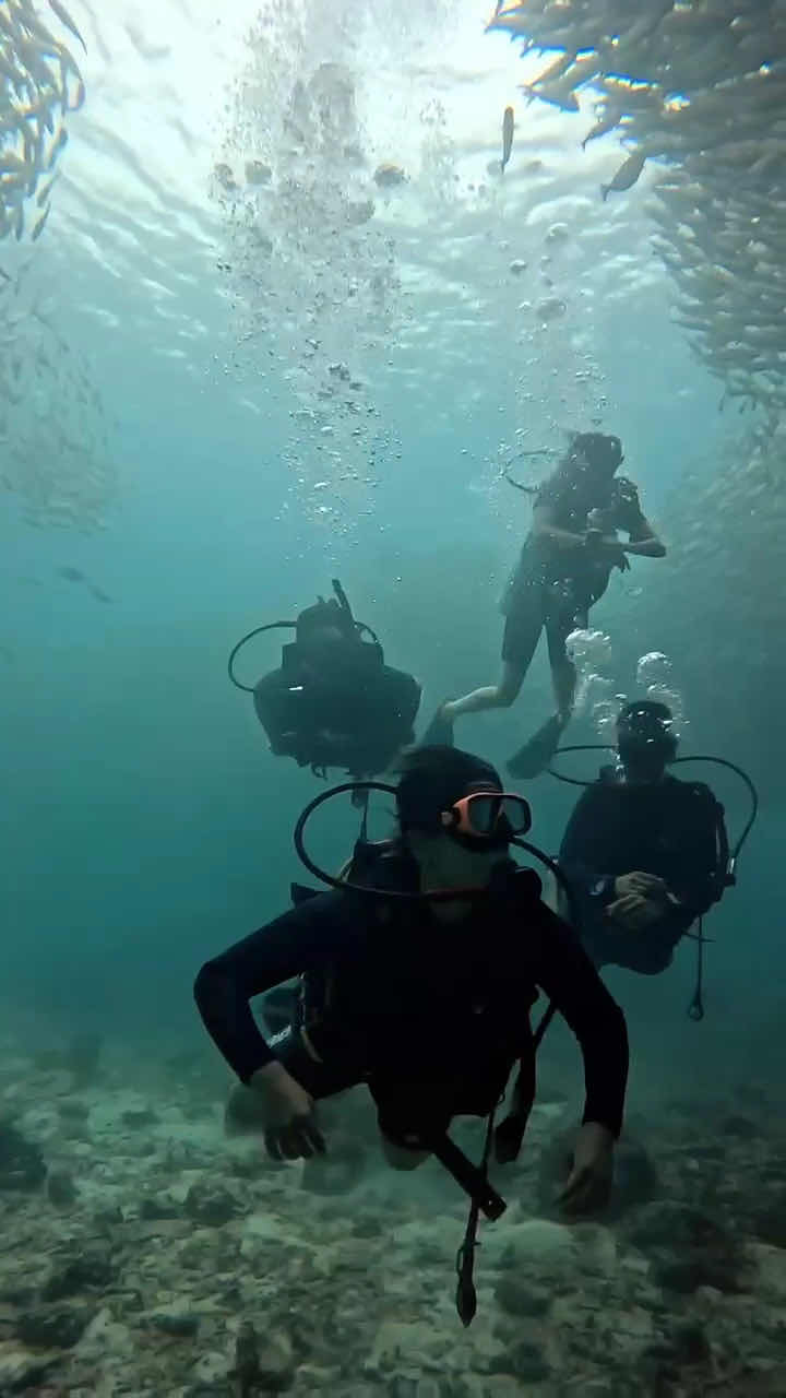 Mojo Diver - Koh Tao Diving Centre(Main Centre) photo 1