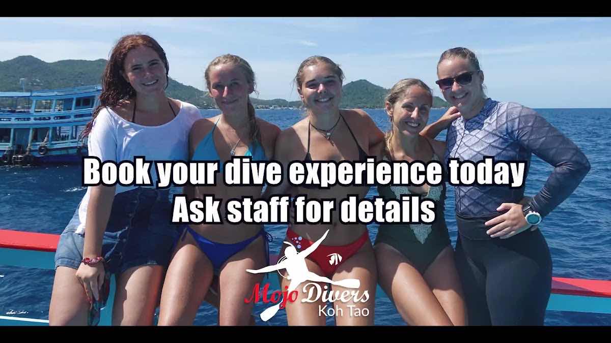 Mojo Diver - Koh Tao Diving Centre(Main Centre) photo 3