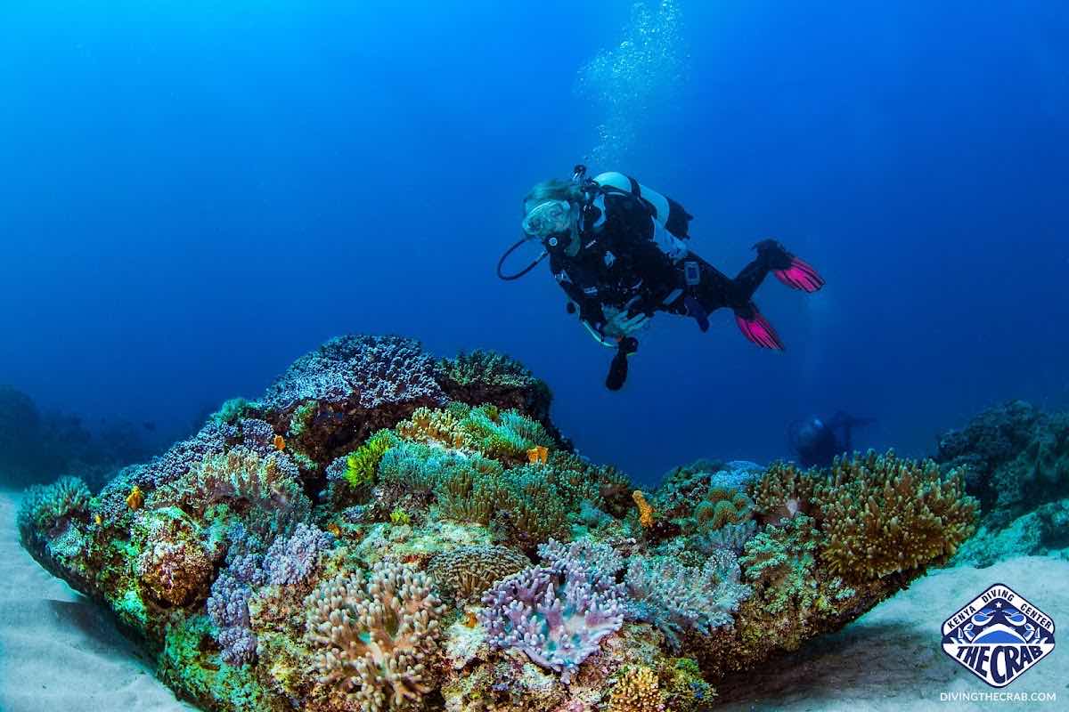 Yellow Fins Diving Kenya-Padi 5 Star Padi Center photo 5