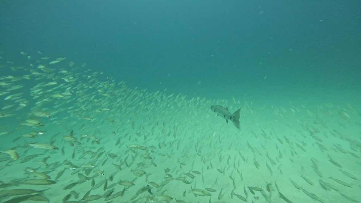 SXM Divers photo 3