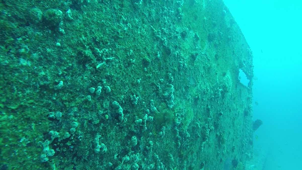 SXM Divers photo 9