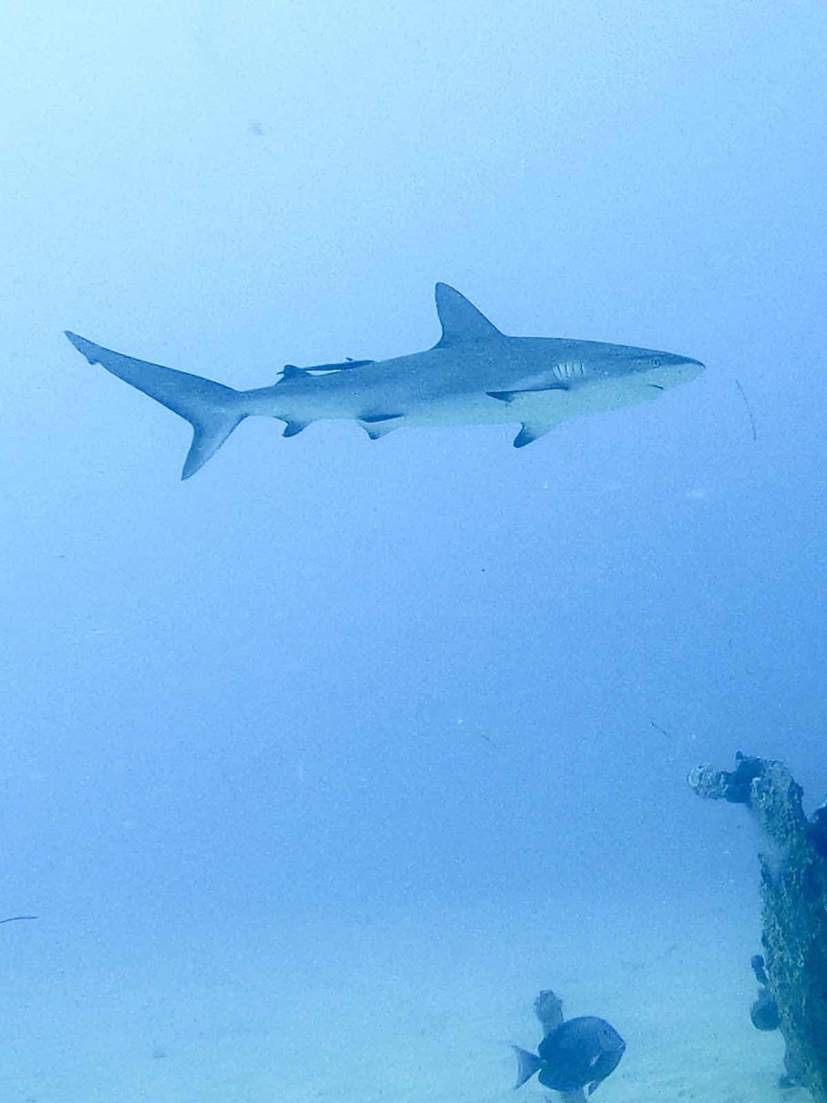 SXM Divers photo 10