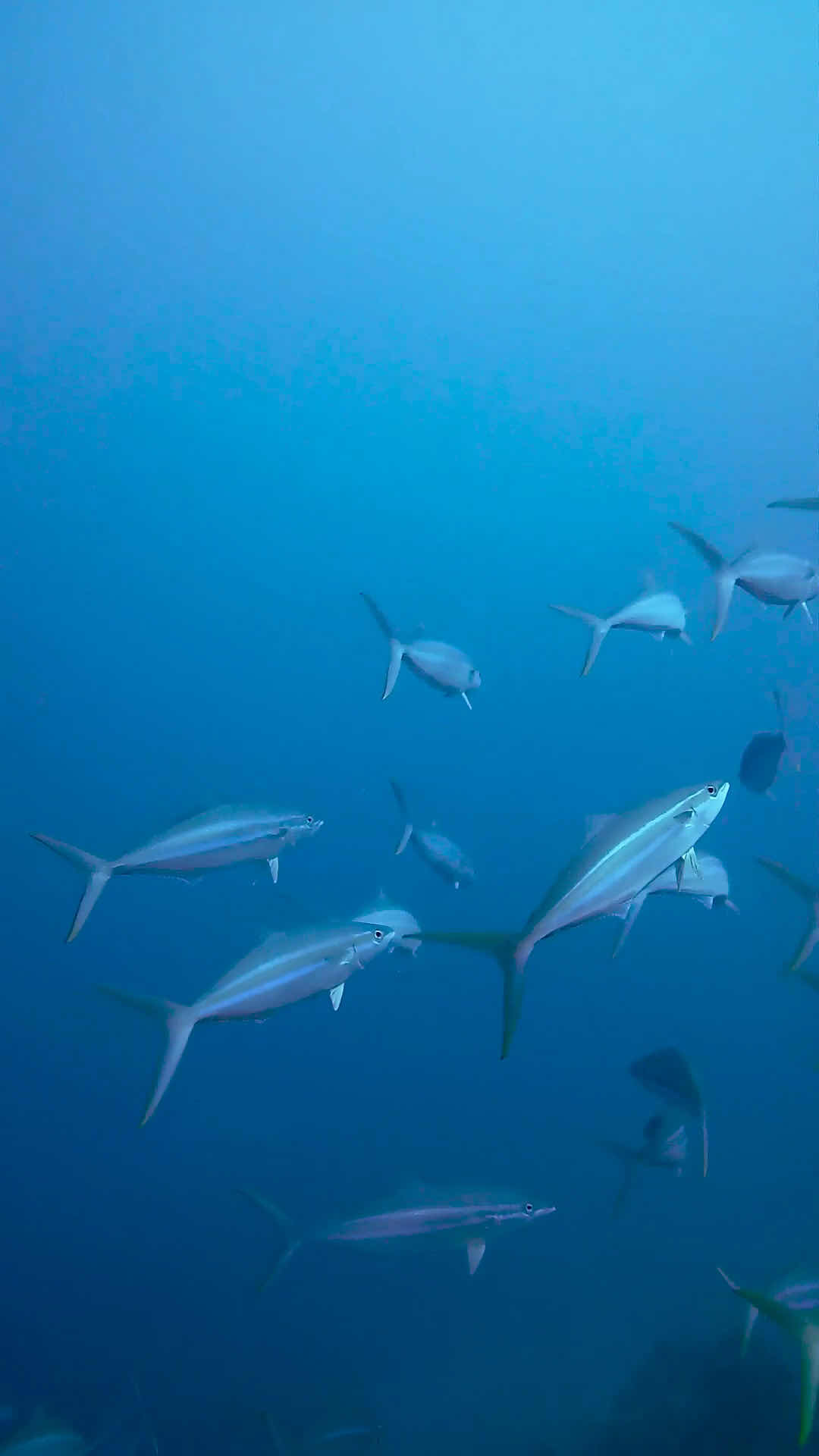 Fun Divers Zanzibar photo 2