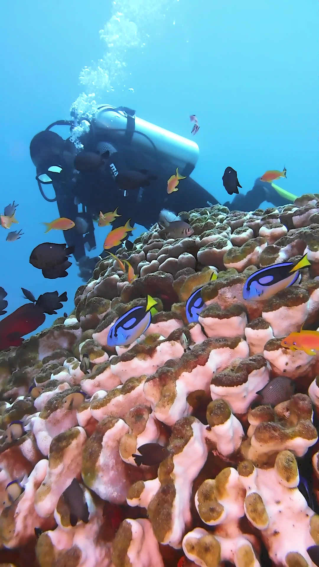 Fun Divers Zanzibar photo 3