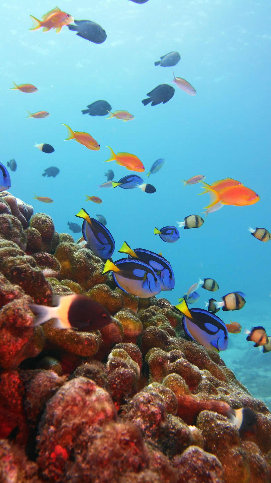 Fun Divers Zanzibar photo 6
