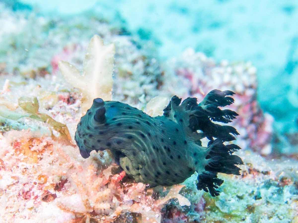Spicy Divers Zanzibar photo 2