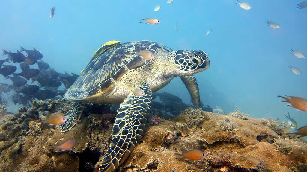 Spicy Divers Zanzibar photo 5