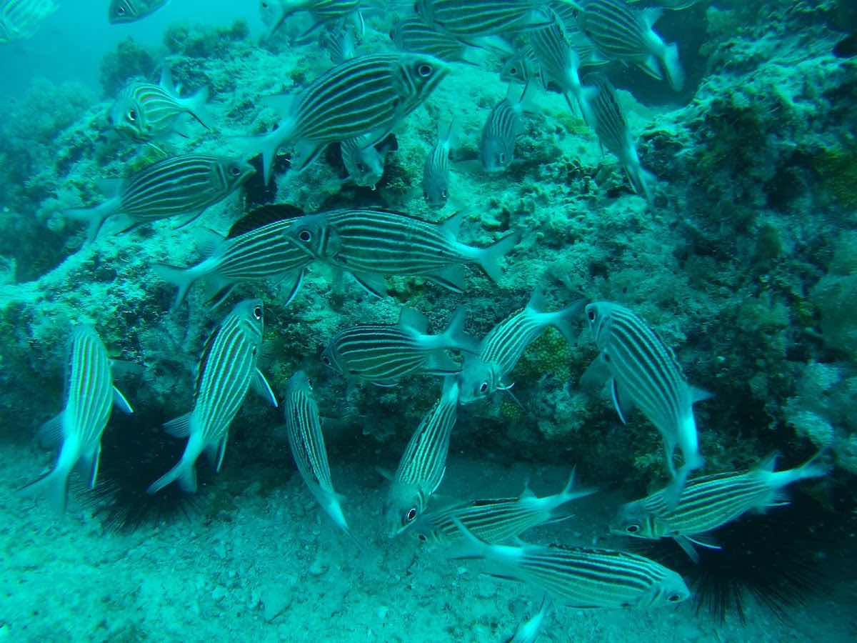 Spicy Divers Zanzibar photo 6