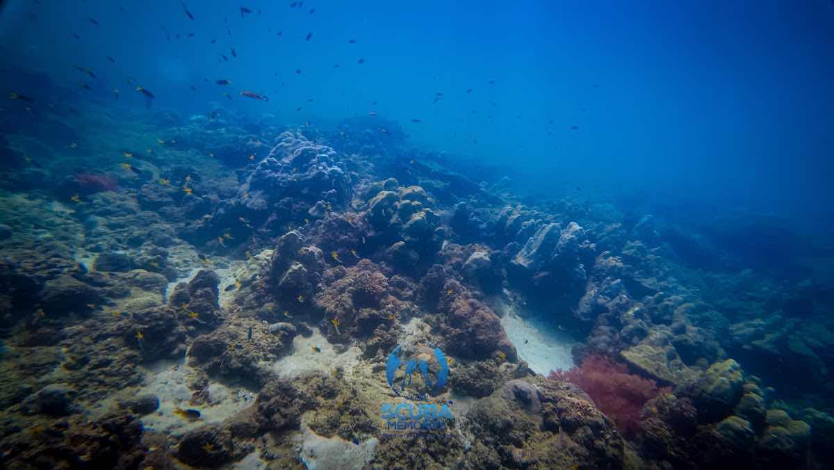 Scuba Memories photo 2
