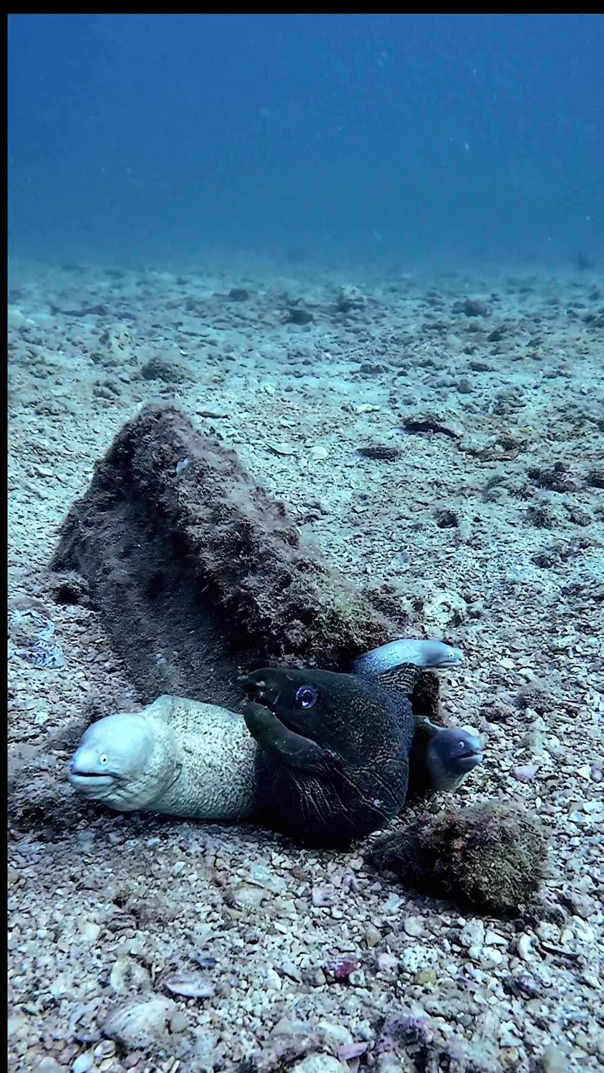 Scuba Memories photo 3