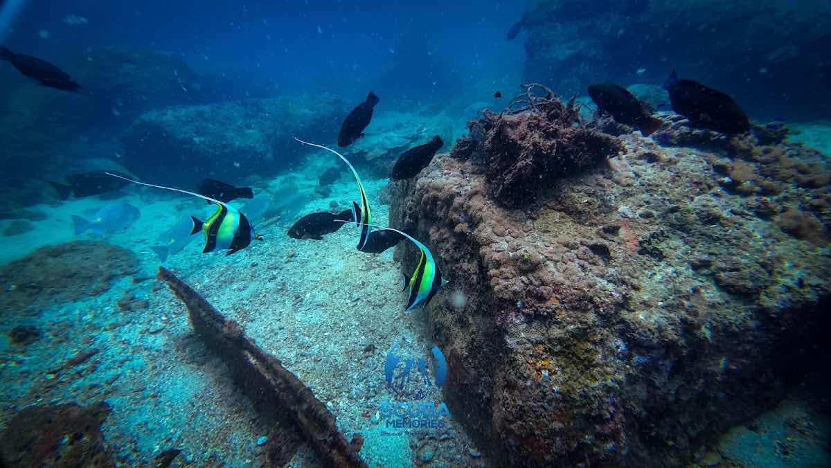 Scuba Memories photo 7
