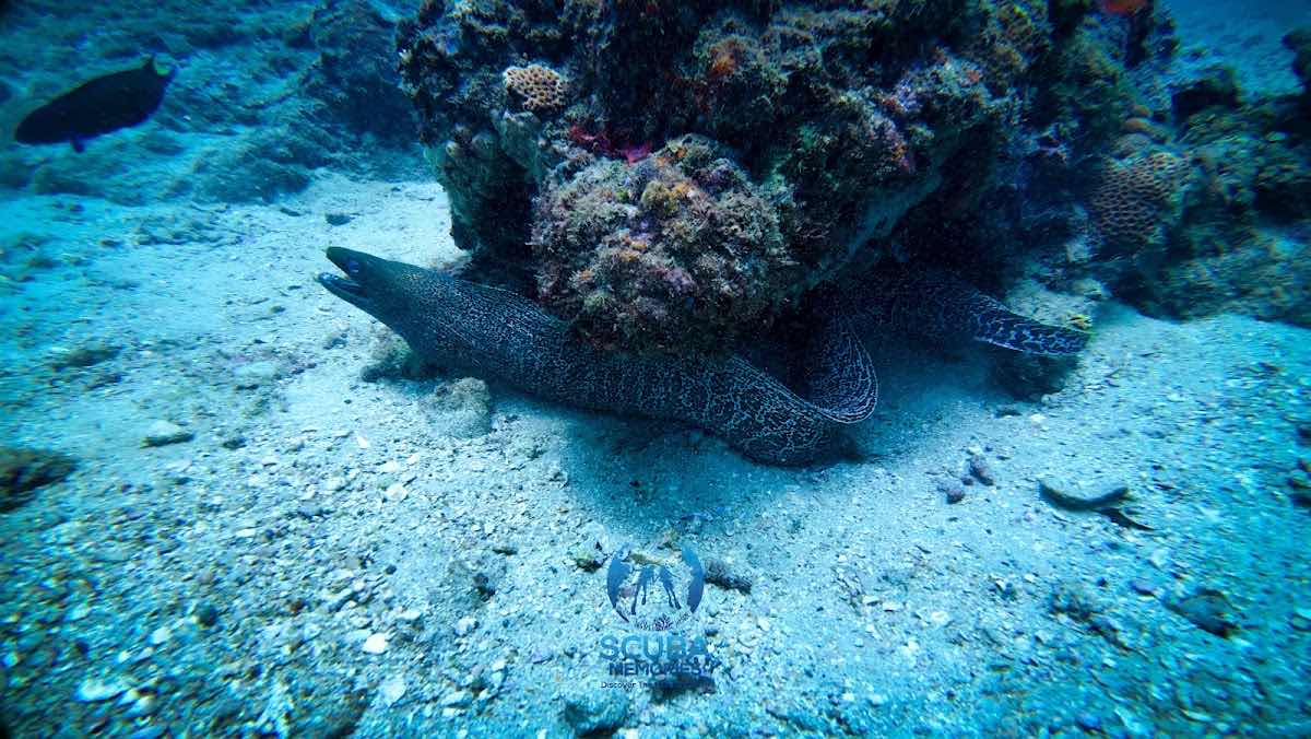 Scuba Memories photo 8