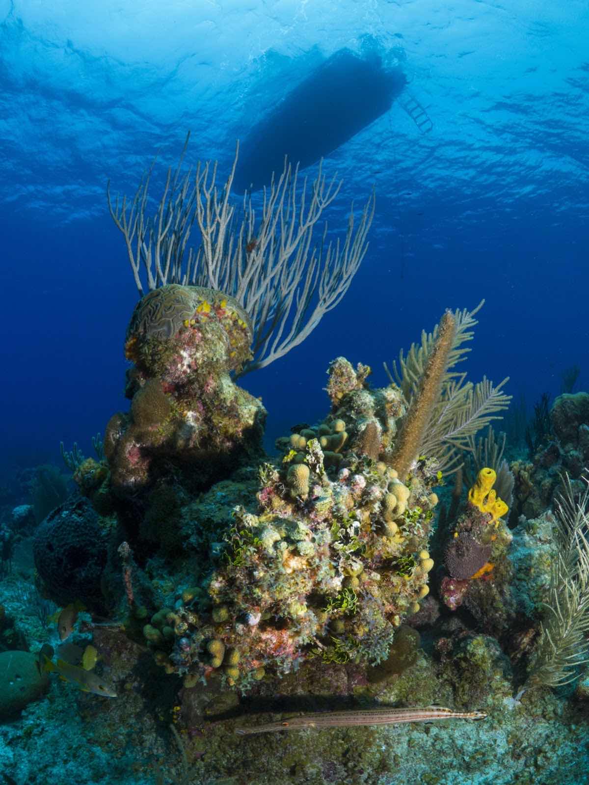 Cayman Eco Divers photo 2
