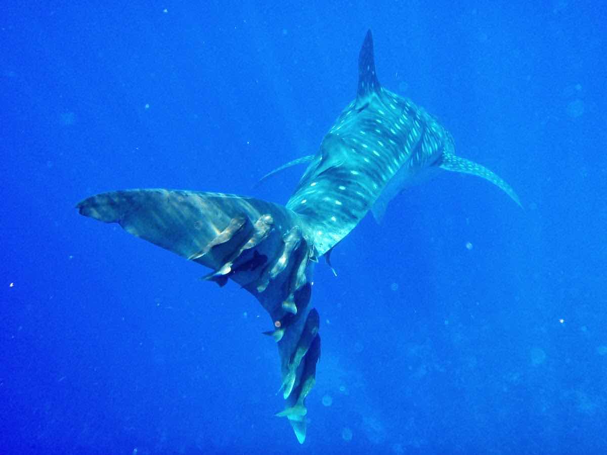 Cayman Eco Divers photo 4