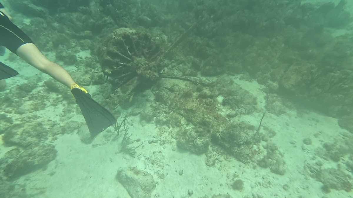 Palm Beach Divers Aruba photo 4