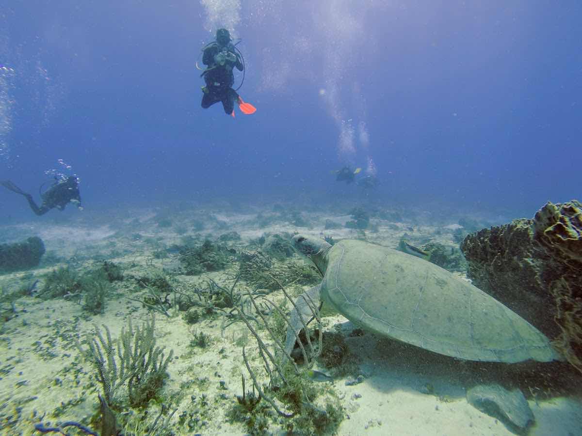 Punta Sur Divers photo 1