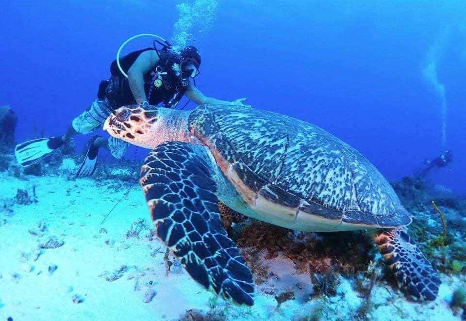Punta Sur Divers photo 7