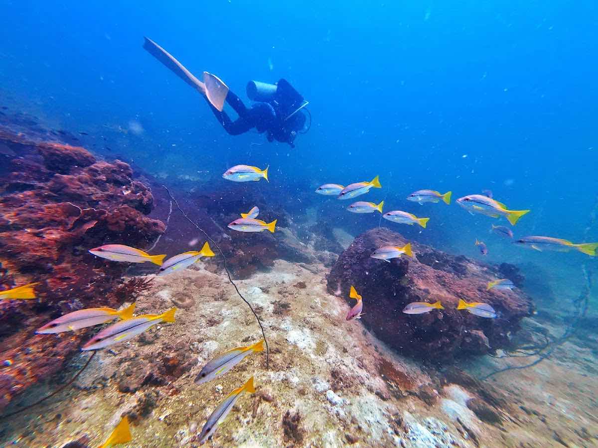 Discovery Divers Pier location photo 1