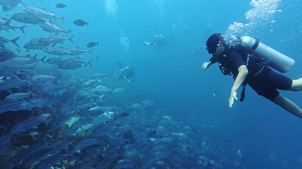 Discovery Divers Pier location photo 3