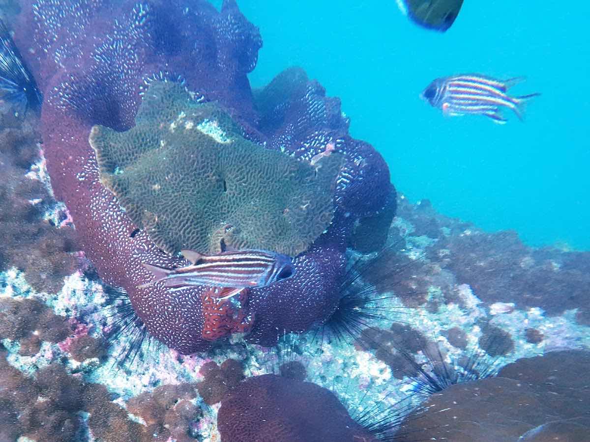 Discovery Divers Pier location photo 9