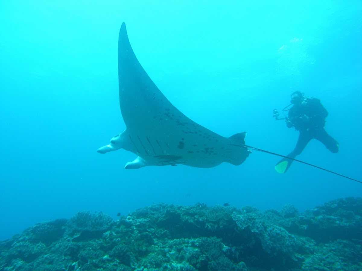 Dive Fiji Oneta PADI 5 Star Dive Resort photo 3