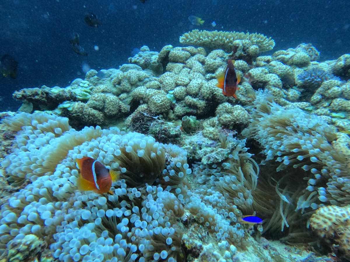 Dive Fiji Oneta PADI 5 Star Dive Resort photo 7