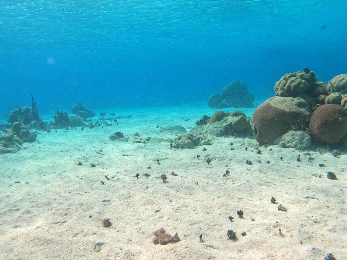 King (SCUBA DIVING GUIDE) and snorkeling photo 5