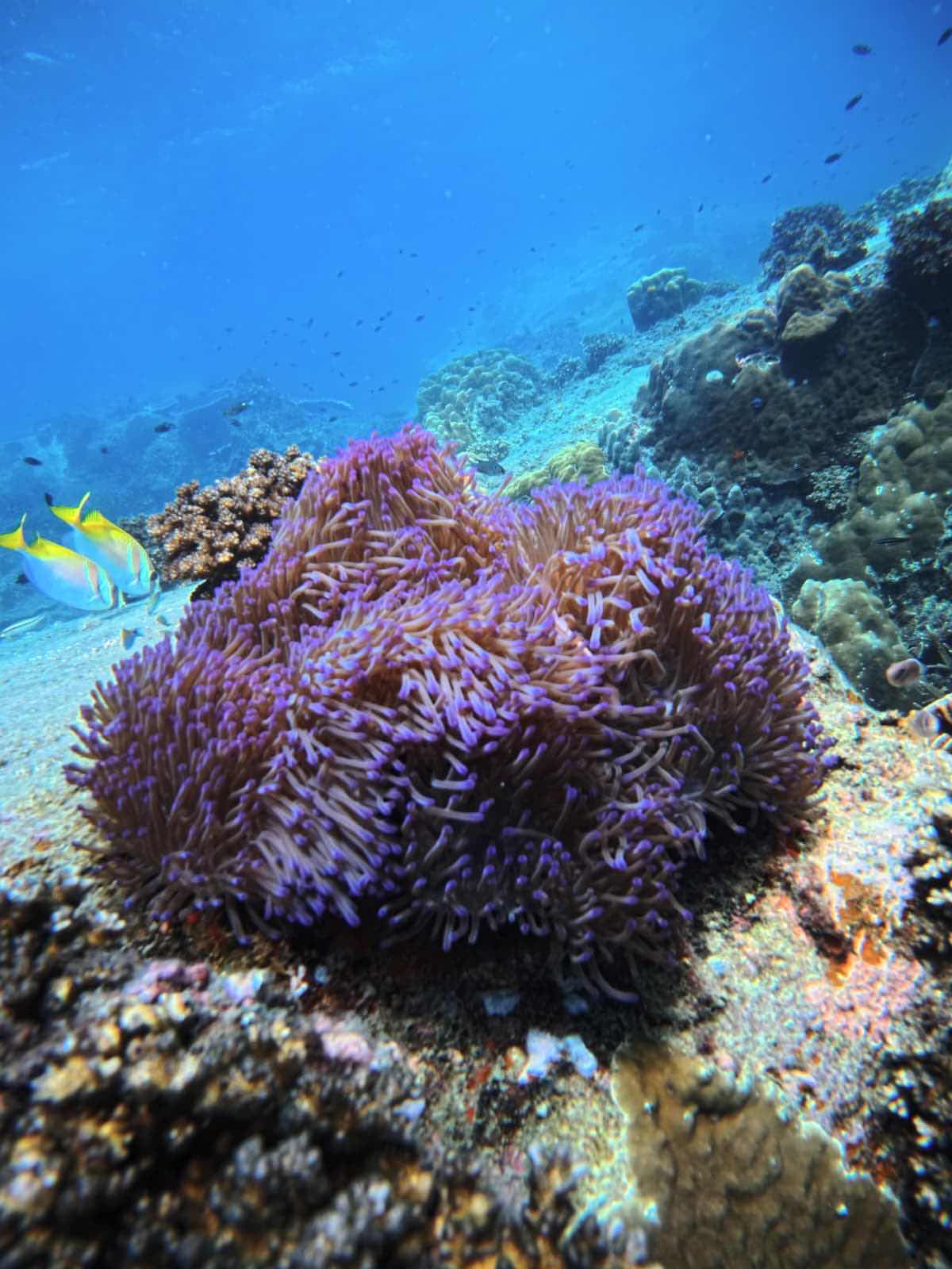 France Plongee Dive Center Koh Samui photo 4