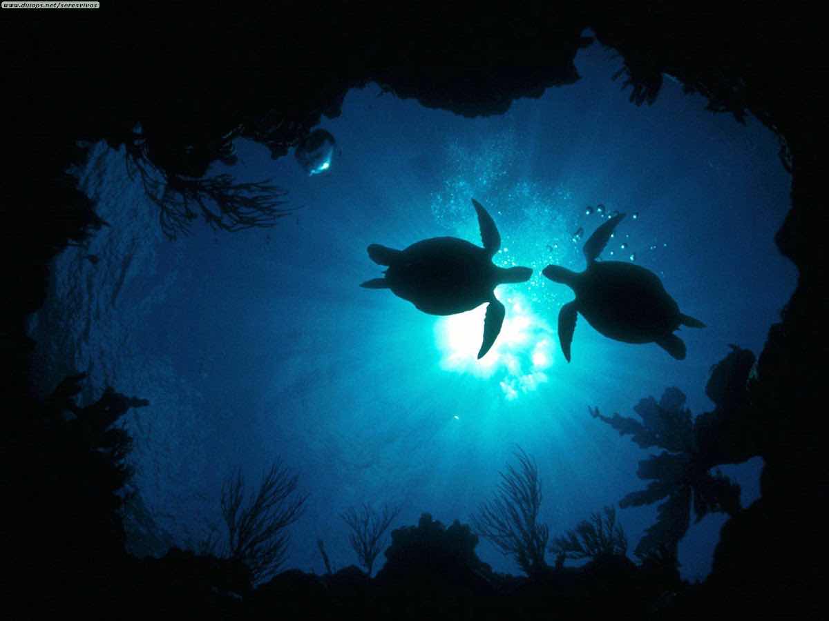 France Plongee Dive Center Koh Samui photo 7