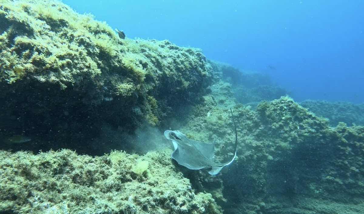 Margullar Diving photo 1