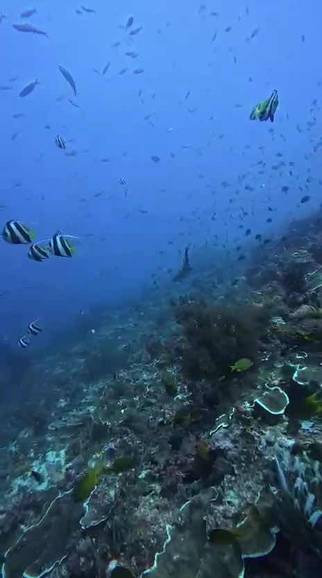 Mako Diving Komodo photo 1