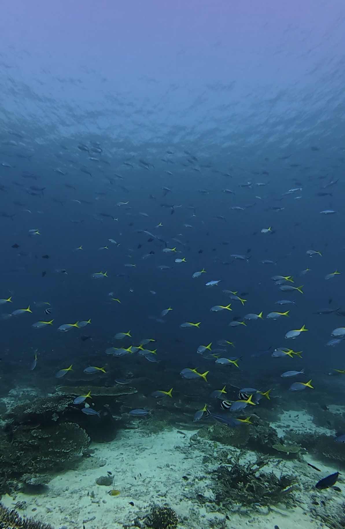 Mako Diving Komodo photo 2